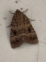 Amphipyra pyramidea