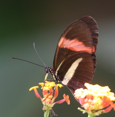 Heliconius melpomene rosina