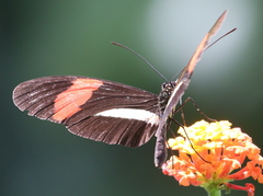 Heliconius melpomene rosina