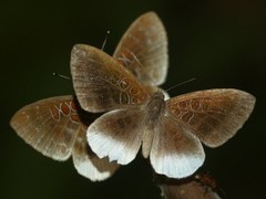 Adelotypa annulifera