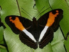 Adelpha cocala cocala