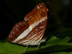 Adelpha cocala cocala