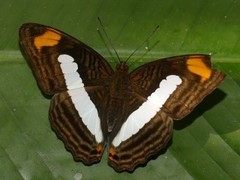 Adelpha iphicleola
