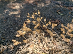 Cerastium ramosissimum