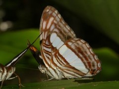 Adelpha iphicleola