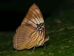 Adelpha mesentina