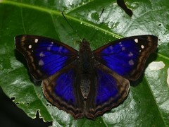 Doxocopa agathina agathina