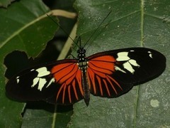 Heliconius burneyi