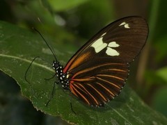 Heliconius burneyi