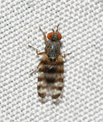 Pseudotephritina cribellum