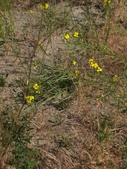 Erysimum canescens