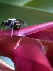Hasarius adansoni