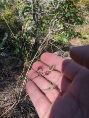 Crepis pulchra