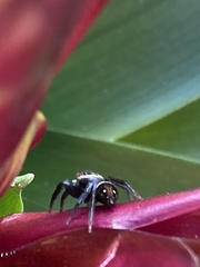 Hasarius adansoni