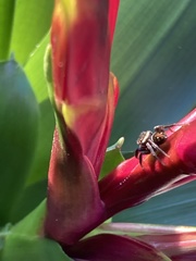 Hasarius adansoni