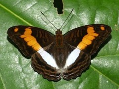 Adelpha jordani