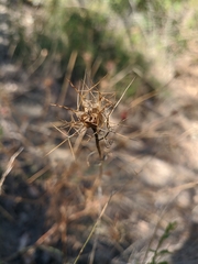 Nigella elata