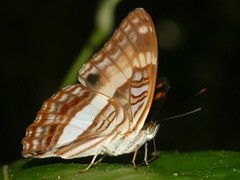 Adelpha jordani