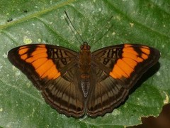 Adelpha mesentina