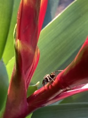 Hasarius adansoni