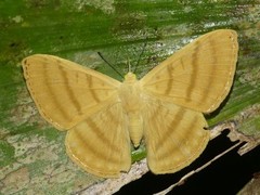 Astraeodes areuta