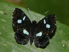 Calydna catana