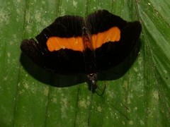 Catonephele acontius