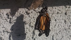 Danaus plexippus