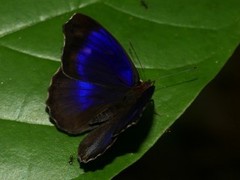 Eunica concordia