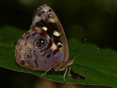 Eunica concordia