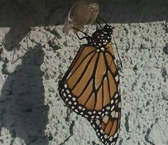 Danaus plexippus