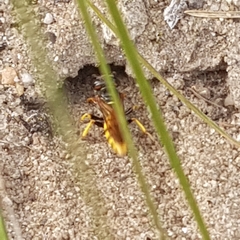 Philanthus triangulum