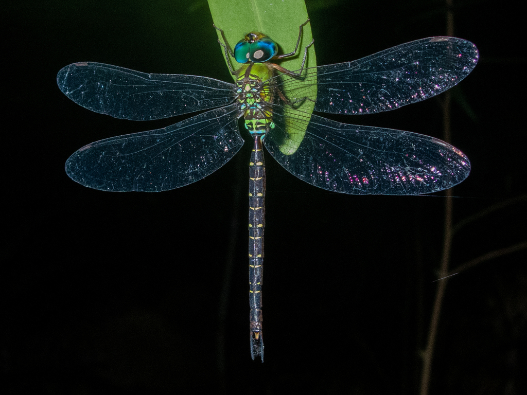 Blue-spotted Dusk-hawker