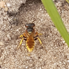 Philanthus triangulum