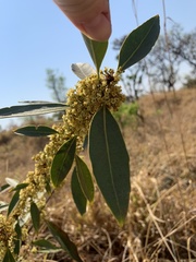 Peritassa campestris