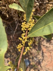 Peritassa campestris