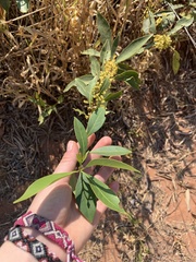 Peritassa campestris