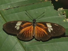 Eueides vibilia