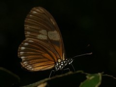 Eueides vibilia