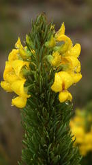 Cyclopia pubescens