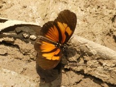 Eueides vibilia