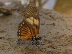 Eueides vibilia