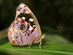 Eunica concordia