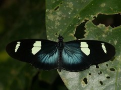 Heliconius leucadia