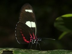 Heliconius leucadia
