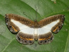 Nymphidium azanoides