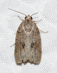 Garella nilotica