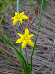 Hypoxis
