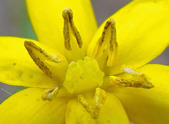 Hypoxis