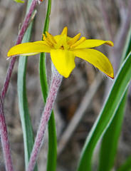 Hypoxis